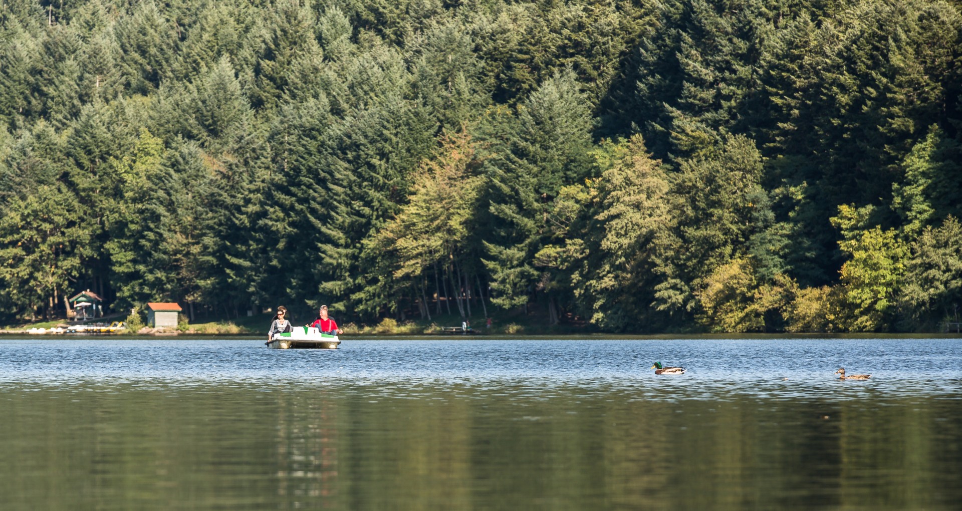Trois personne font du pédalo sur le lac des Sapin dans le Beaujolais vert sur fond de forêt de conifères.