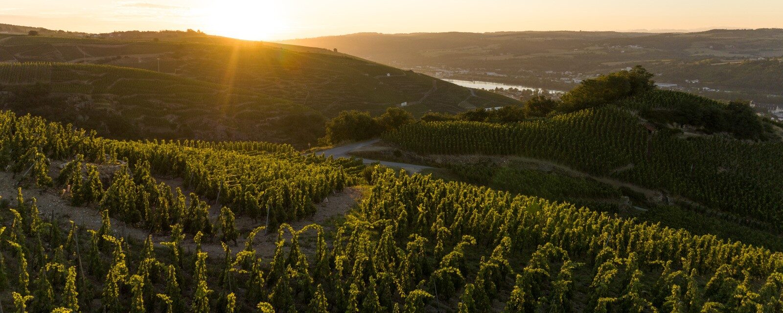 Vue plongeante au coucher du soleil sur le Rhône depuis les vignes escarpées et plantées en Côte-Rôtie sur la commune d'Ampuis