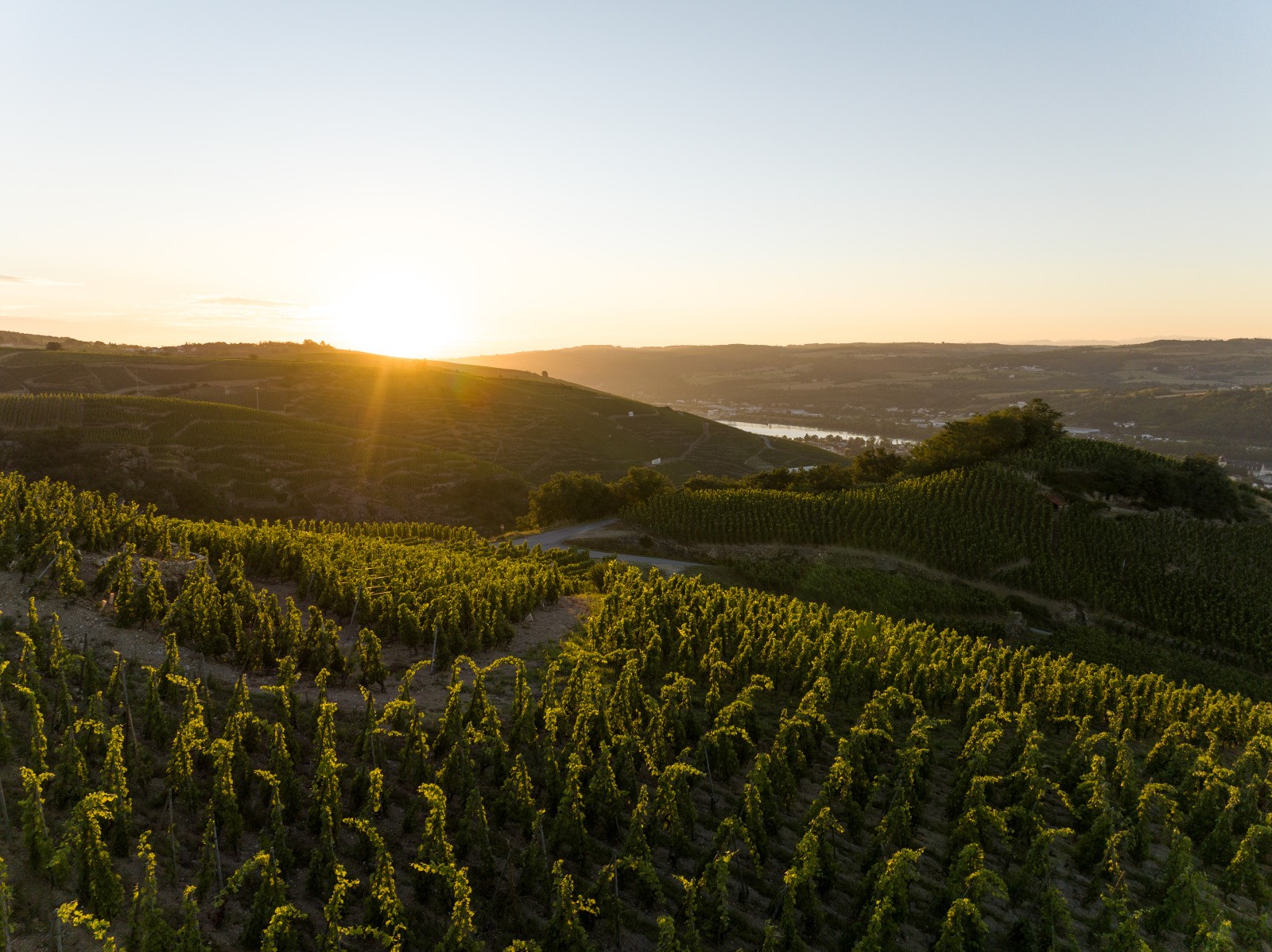 Vue plongeante au coucher du soleil sur le Rhône depuis les vignes escarpées et plantées en Côte-Rôtie sur la commune d'Ampuis