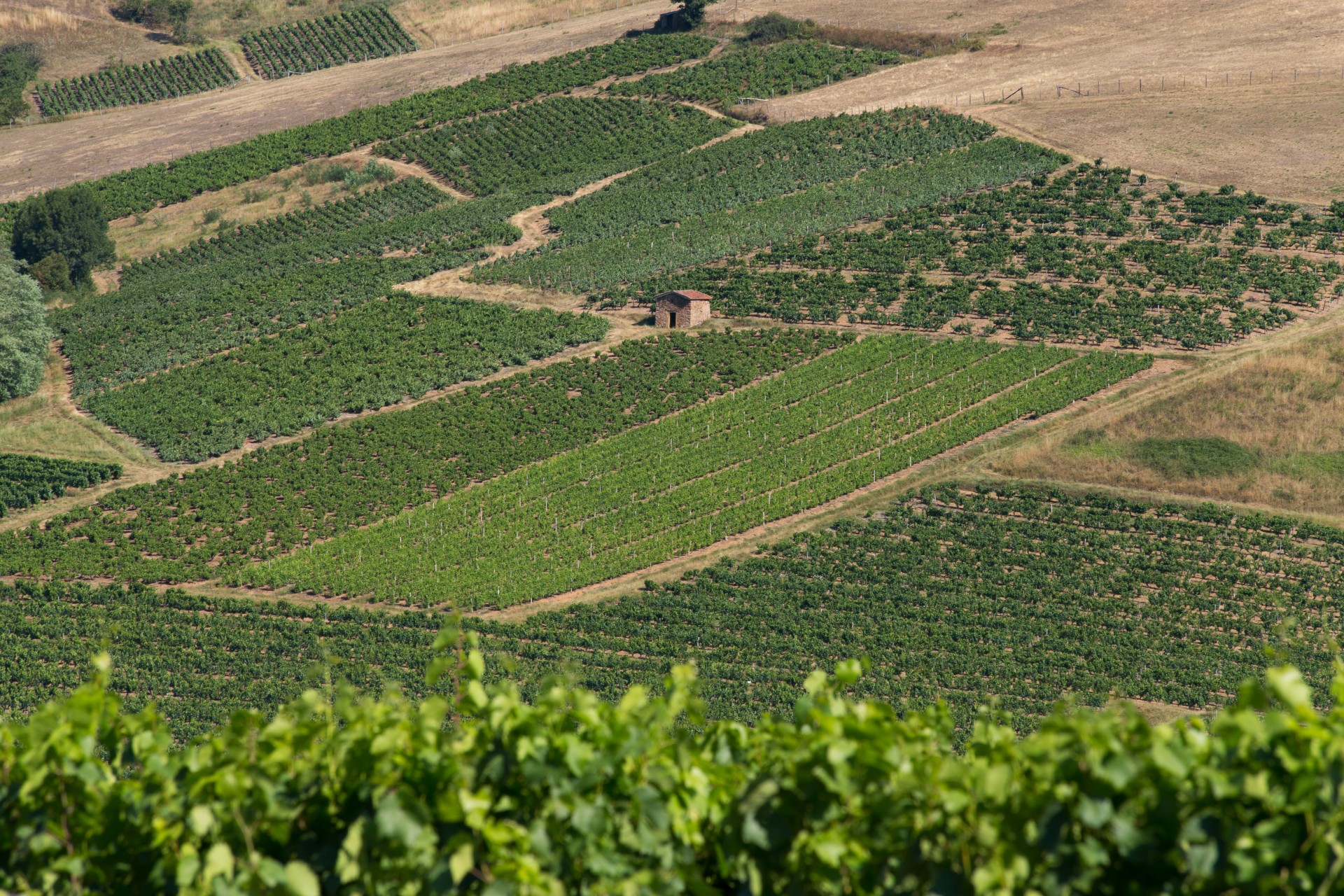 Vignes du Beaujolais en été dans un vallon dans le secteur de Val d'Oingt. Une cabane de vigne carrée en pierre est située au milieu des coteaux.