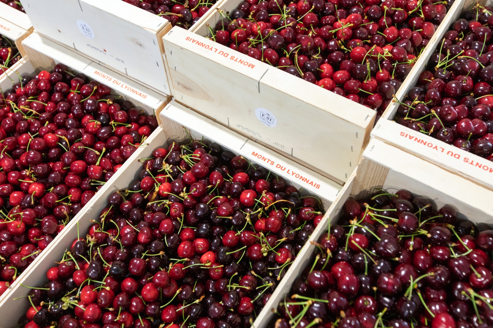 Cagettes de cerises de Bessenay dans les Monts du Lyonnais.