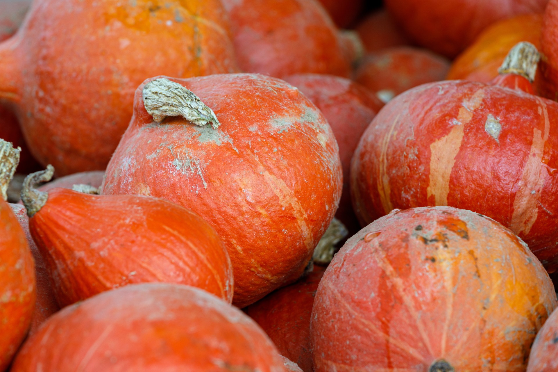 Etalage d'une vingtaine de potimarrons sur un marché dans les Monts du Lyonnais