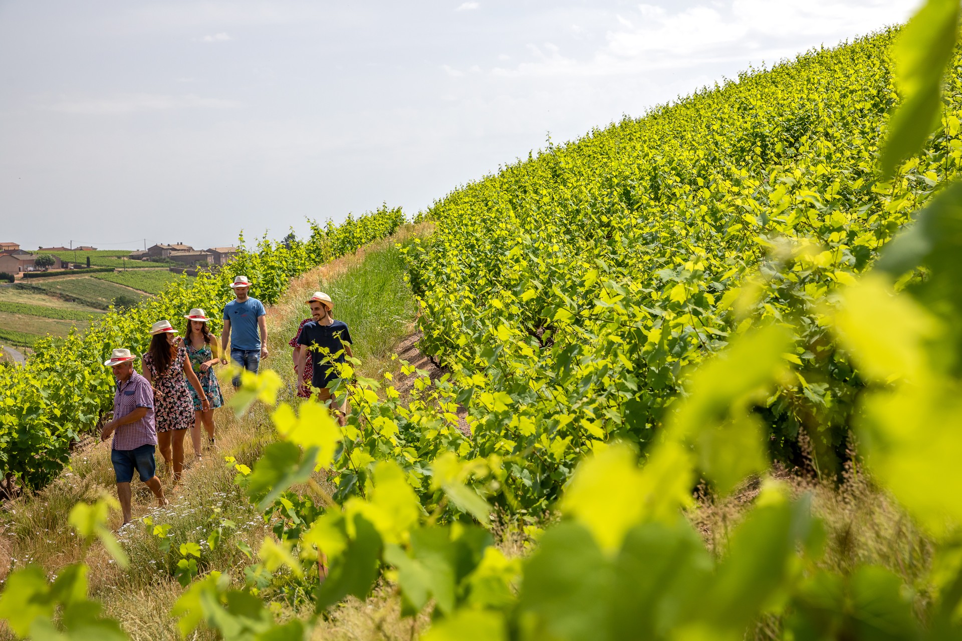 Groupe d'adultes accompagné d'un vigneron en été au cœur d'une vigne verdoyante