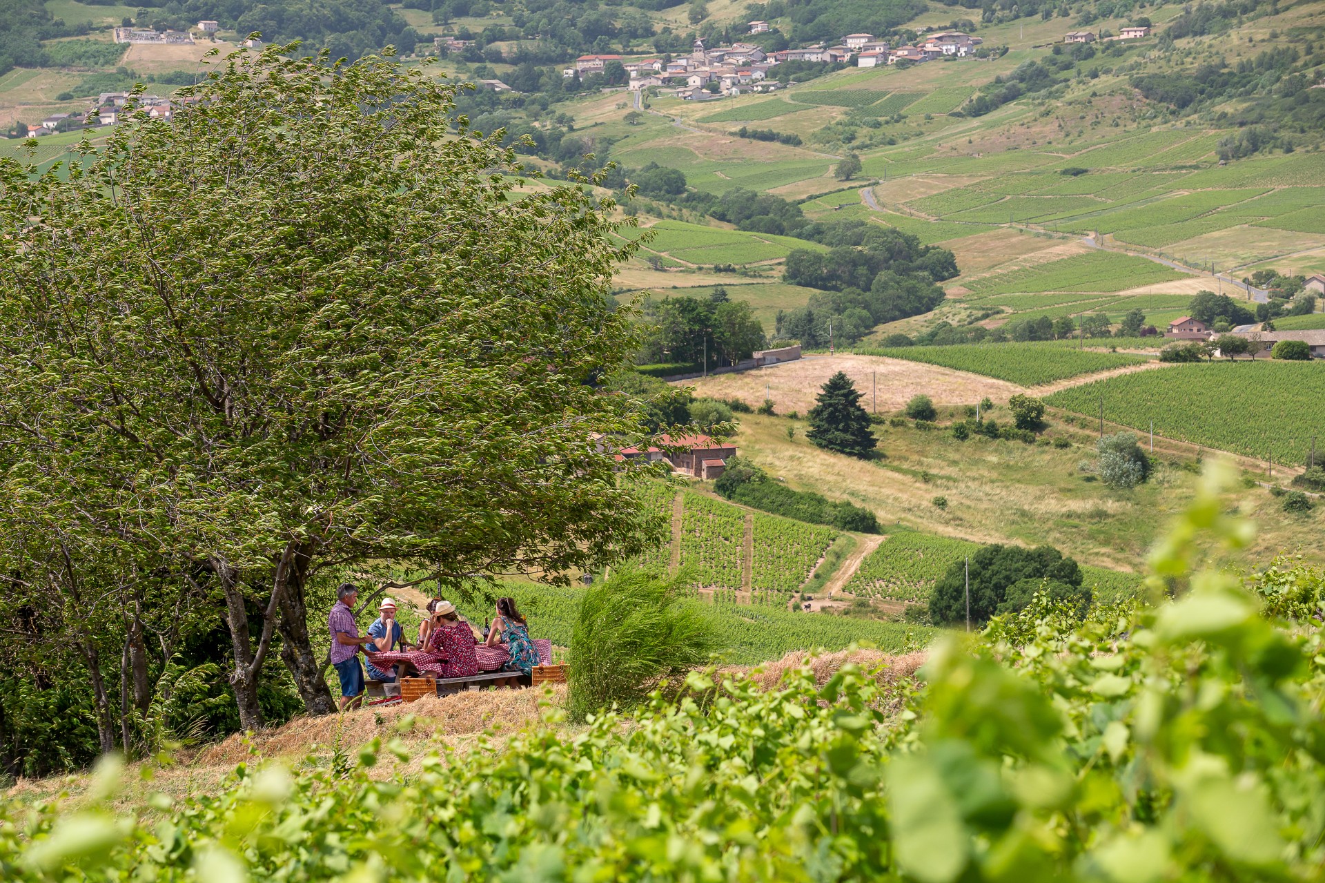 Scène de pique-nique au cœur d'un vallon viticole du Beaujolais. Groupe de personnes attablé au loin sous un arbre