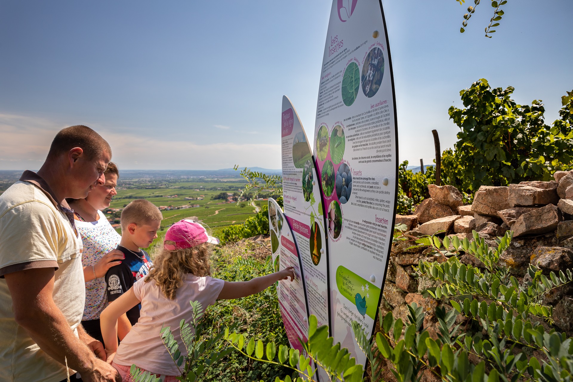 Famille en train de lire un panneau thématique sur la vigne et le vin. Plein été dans les vignes de Fleurie dans le Beaujolais