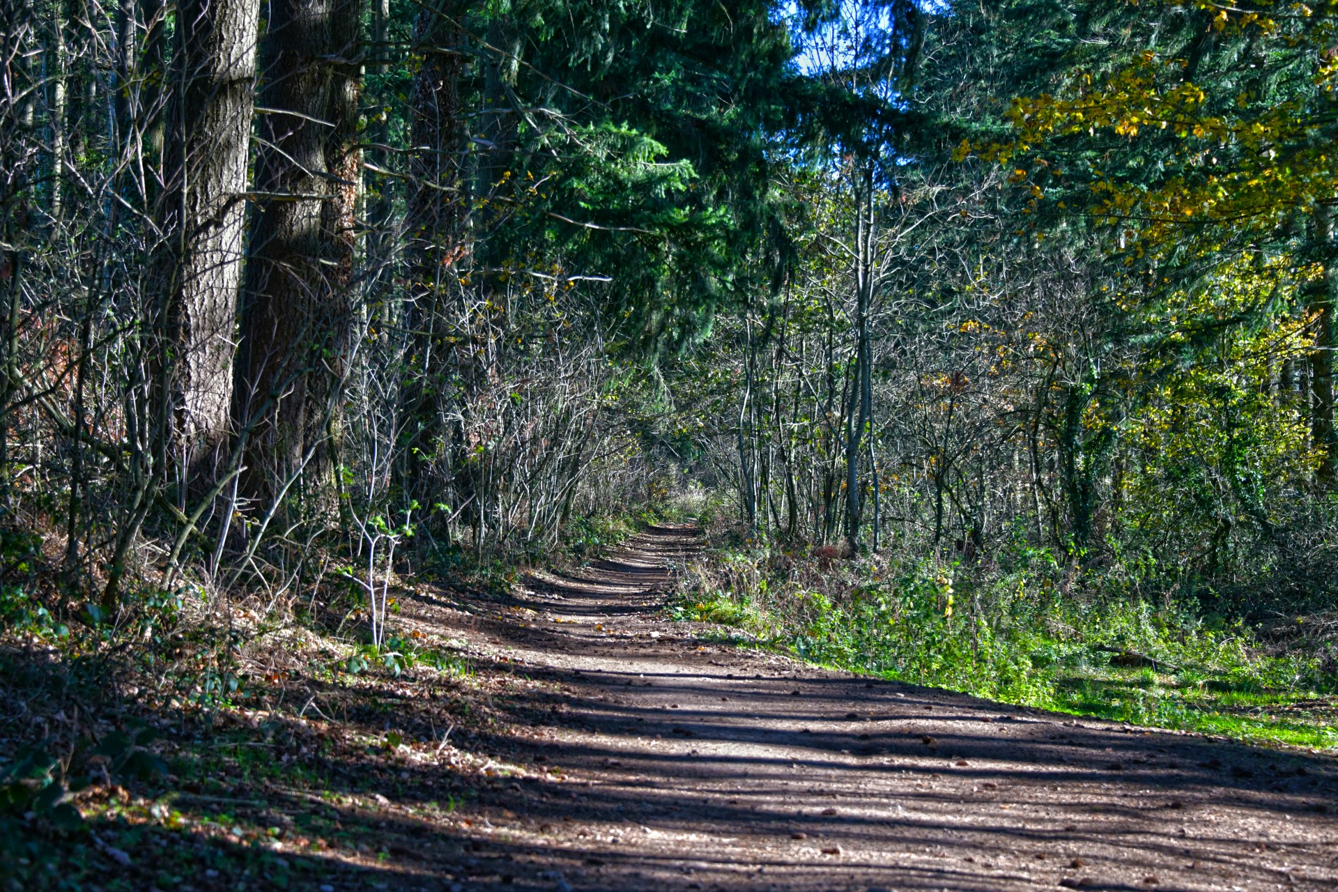Chemin de randonnée en terre en sous bois avec des pins et des feuillus.