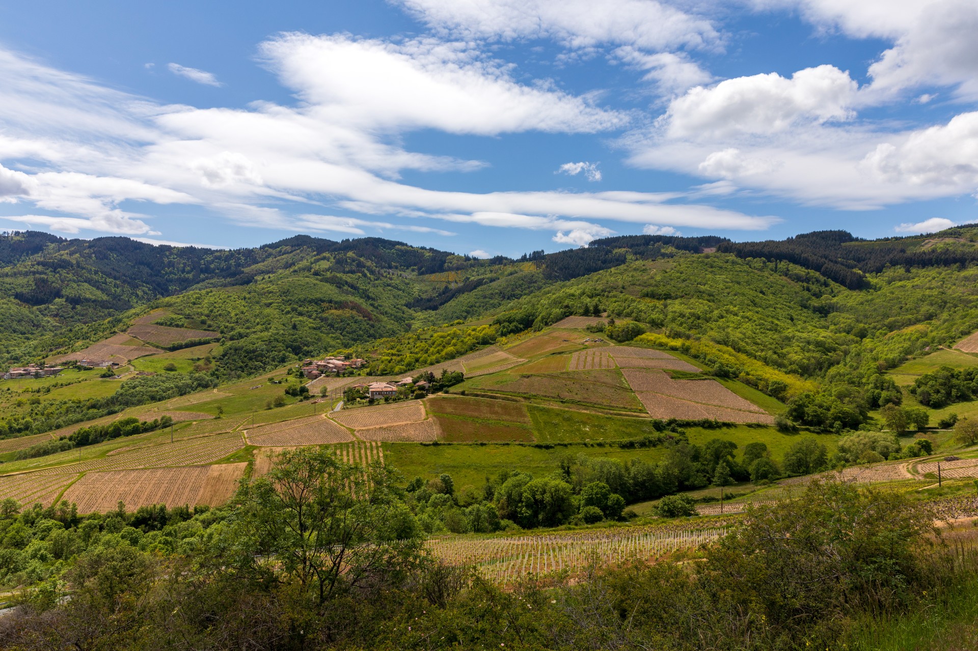 Vue sur le massif boisé de la Cantinière dans le Beaujolais, ciel bleu et nuages blancs. Le premier plan est occupé par les vignes. Au loin, un village et quelques habitations sont situés en limite du vignoble et de la forêt