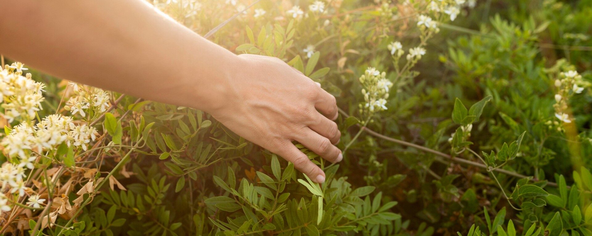 Une main cueille délicatement des feuilles vertes parmi des plantes fleuries sous une lumière douce du soleil.